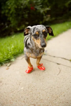 Dachshund wearing red shoes